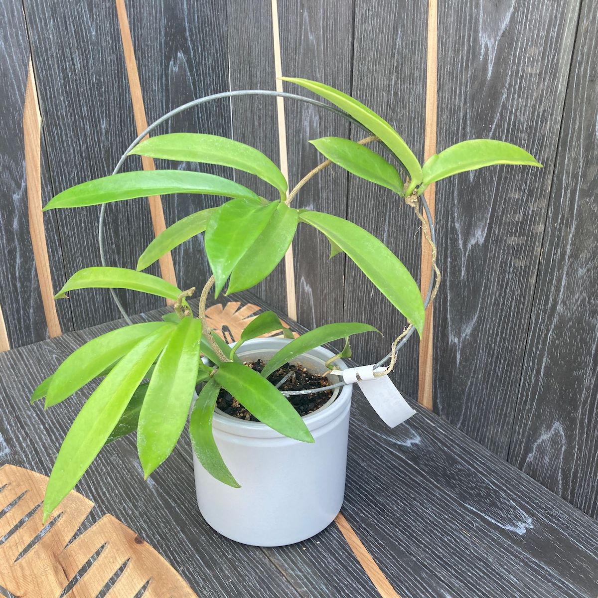 Hoya pubicalyx 'White Dragon' (syn. Hoya Celata)
