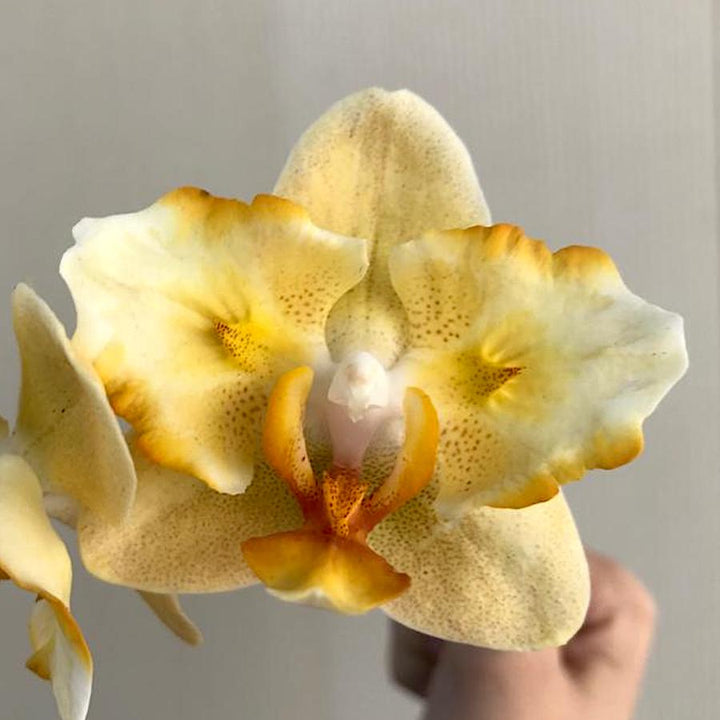 Phalaenopsis Little Emperor '560'