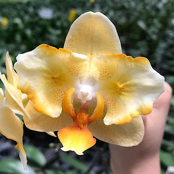 Phalaenopsis Little Emperor '560'