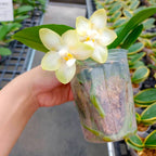 Phalaenopsis Joy Spring Canary 'Joy' intensément parfumée