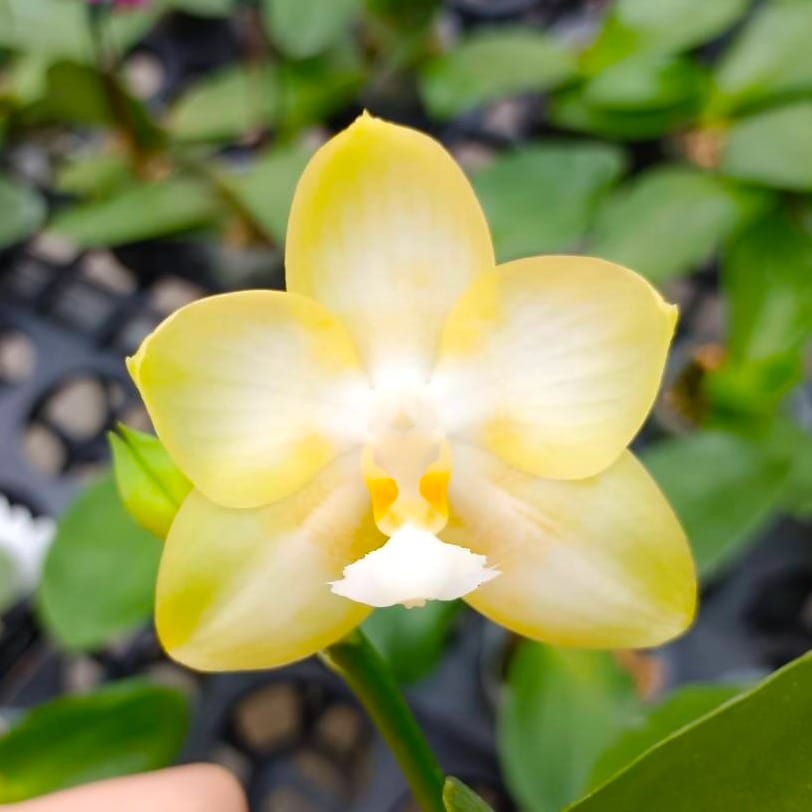 Phalaenopsis Joy Spring Canary 'Joy' intensiv duftend