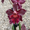 Wilsonara Blazing Lustre 'Night Ruby' parfumata