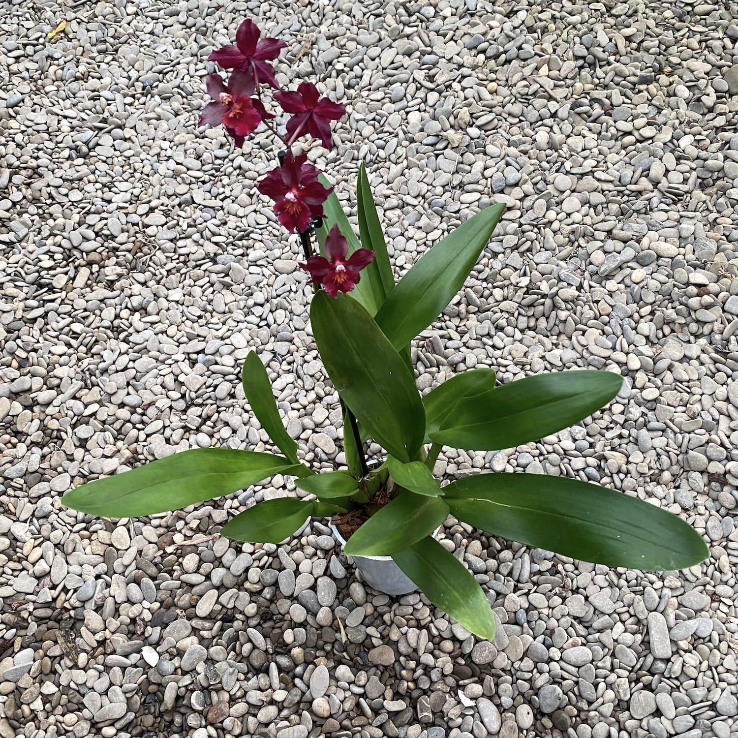 Wilsonara Blazing Lustre 'Night Ruby' parfumata
