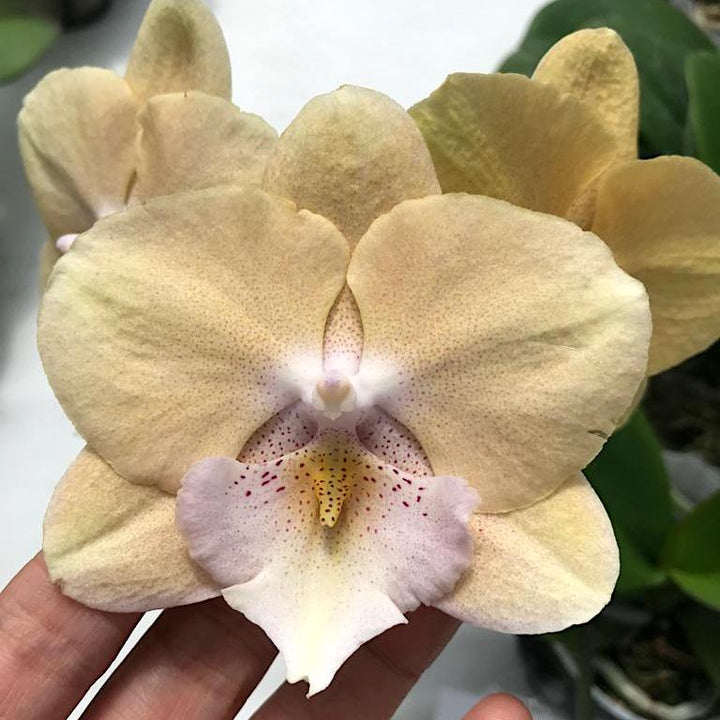 Phalaenopsis YH06139