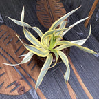 Yucca gloriosa variegata 'Bright Star' (de gradina)
