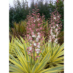 Yucca gloriosa variegata 'Bright Star' (de gradina)