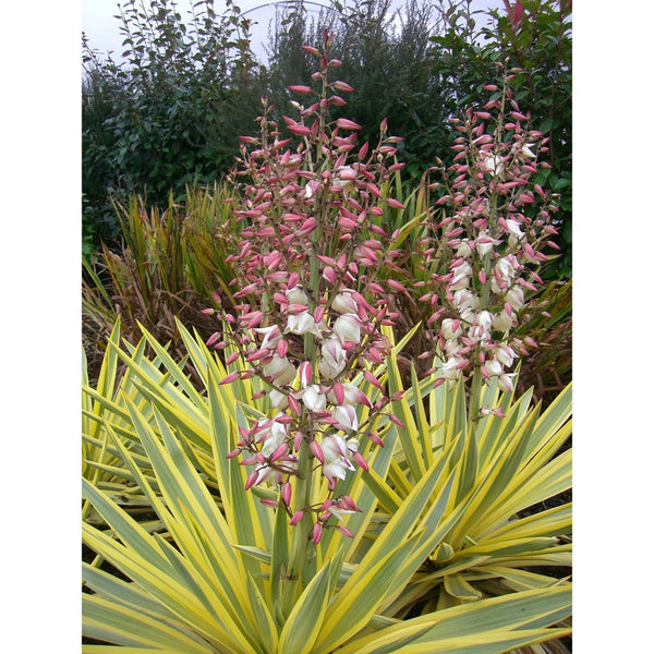 Yucca gloriosa variegata 'Bright Star' (garden)