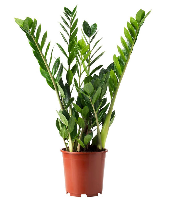 Zamioculcas zamifolia - eternal plant H75-80 cm
