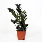 Zamioculcas zamiifolia 'Raven ZZ' ('Dowon') D17 - schwarze Blätter, unzerstörbare Eleganz