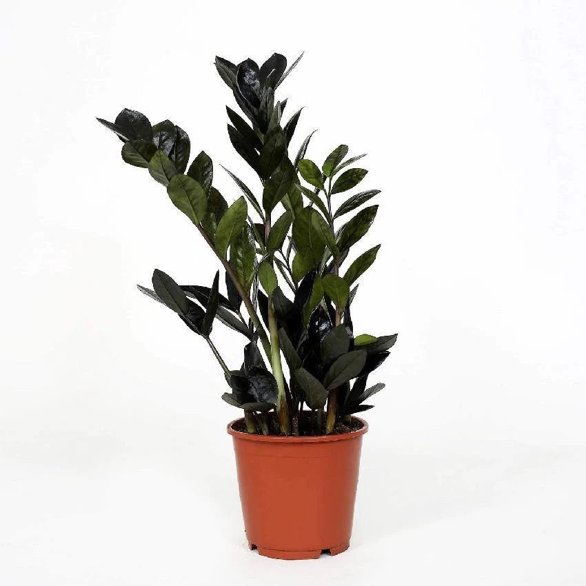 Zamioculcas zamiifolia 'Raven ZZ' ('Dowon') D17 - frunzis negru, eleganta indestructibila