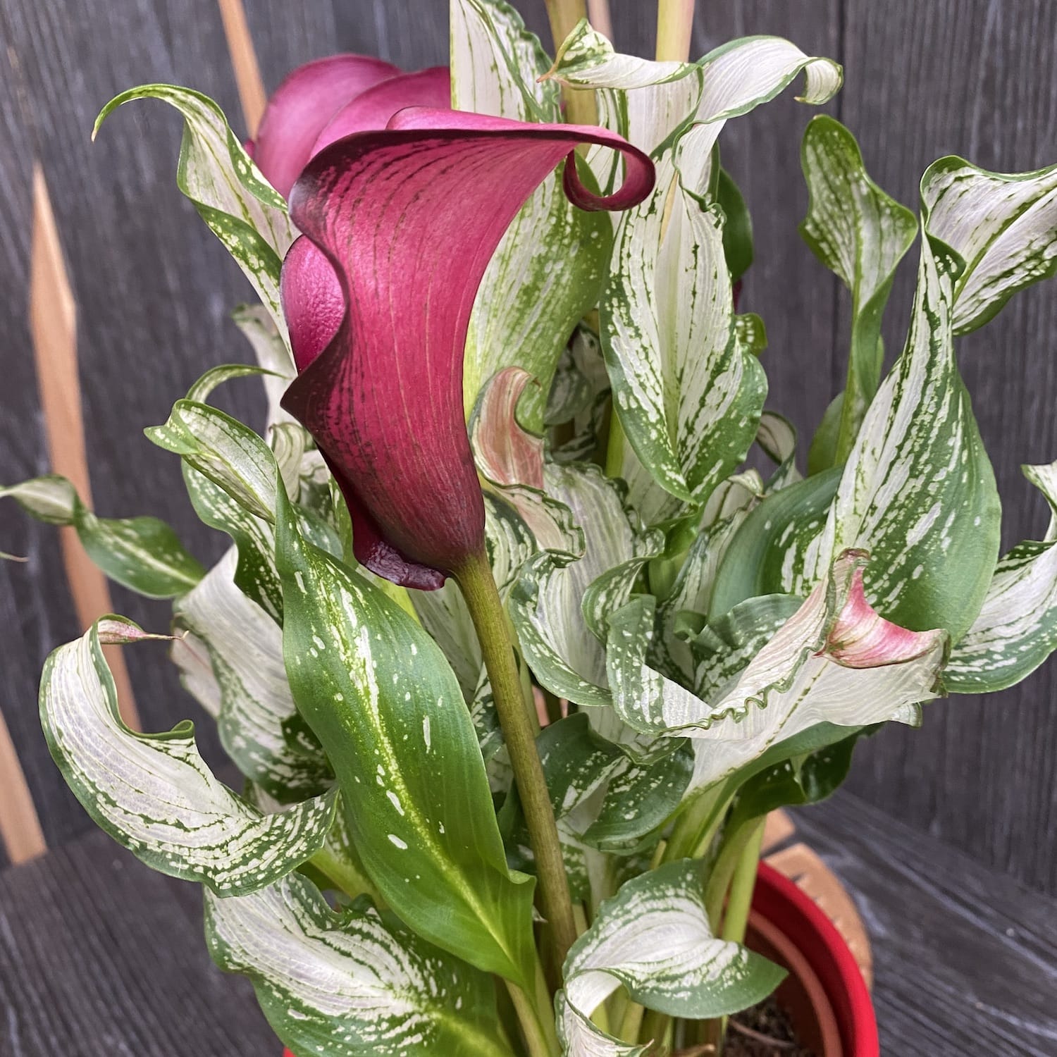 Cale Zantedeschia 'Frozen Queen'