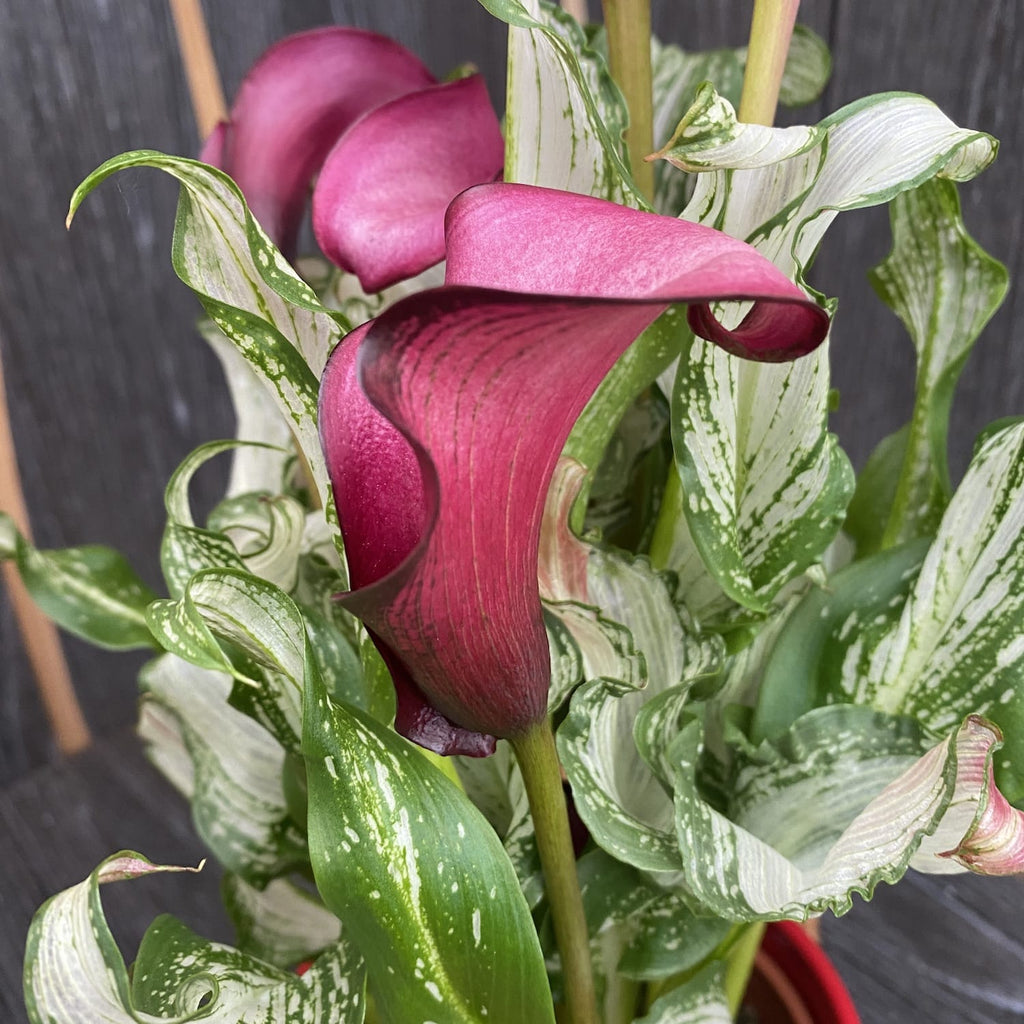 Calla Zantedeschia 'Frozen Queen'