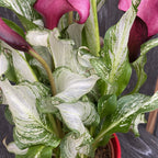 Cale Zantedeschia 'Frozen Queen'