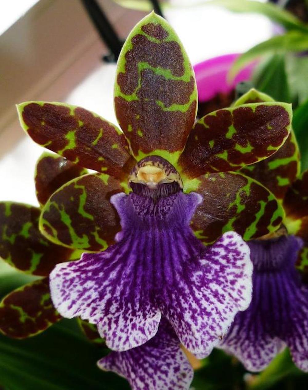 Zygopetalum Bärbel Höhn