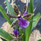 Zygopetalum Maculatum 'Trozy Blue' 