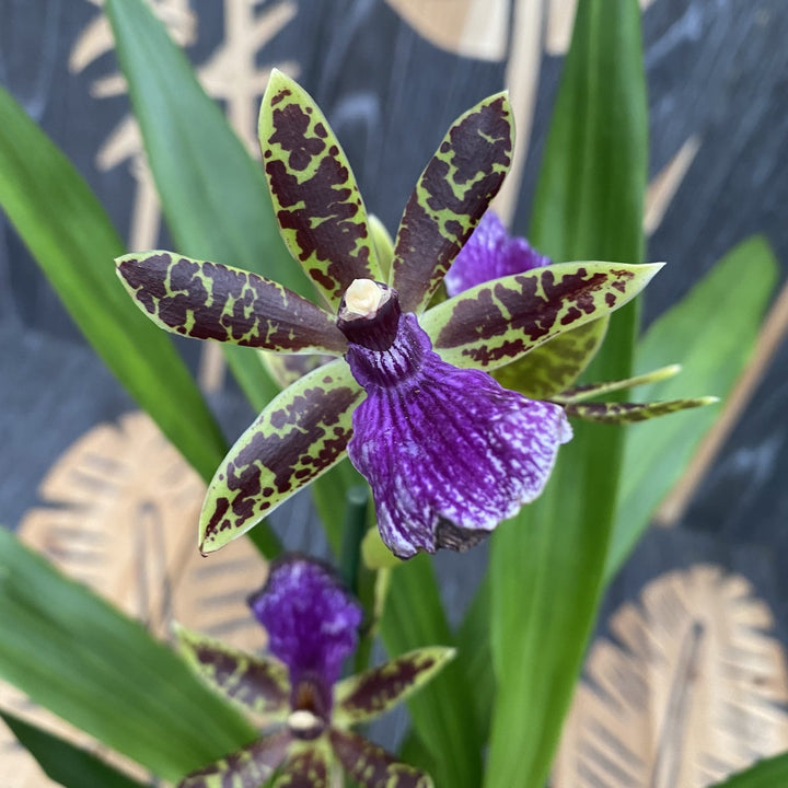 Zygopetalum Maculatum 'Trozy Blue' 