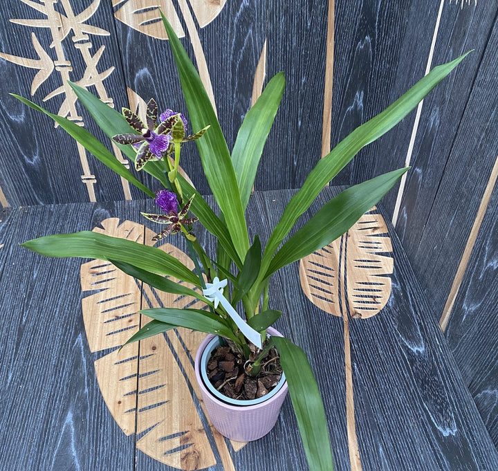 Zygopetalum Maculatum 'Trozy Blue' 