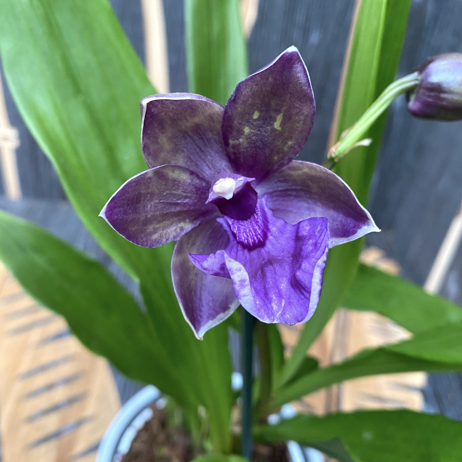 Zygopetalum 'Impasto Blue' - intensiv duftende Blumen