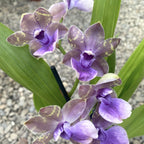 Zygopetalum parfumat ZYGO30