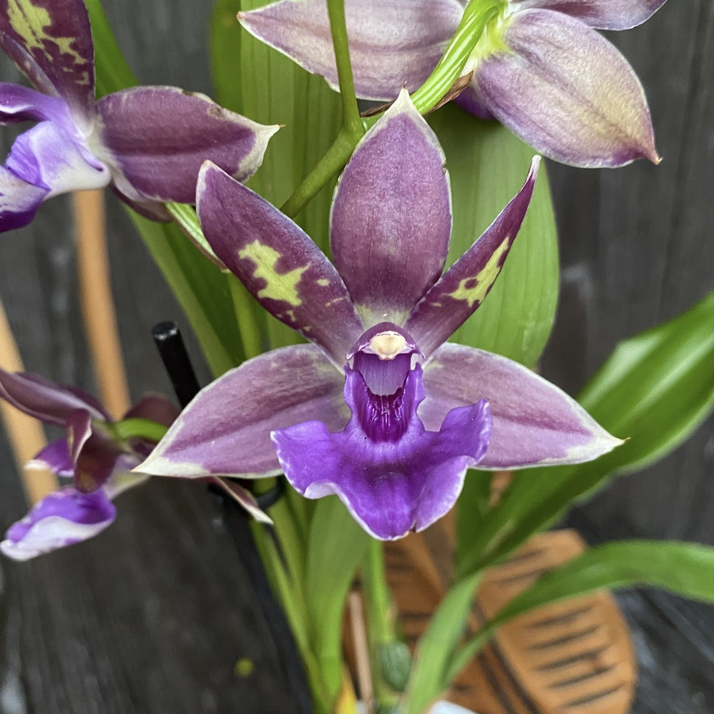 Zygopetalum 'Impasto Blue' - intenzívne voňavé kvety