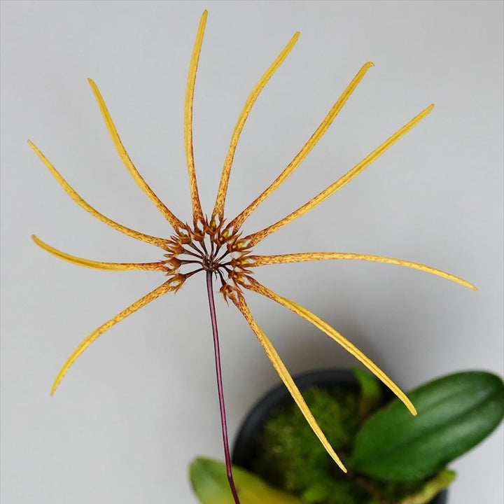 Bulbophyllum makoyanum