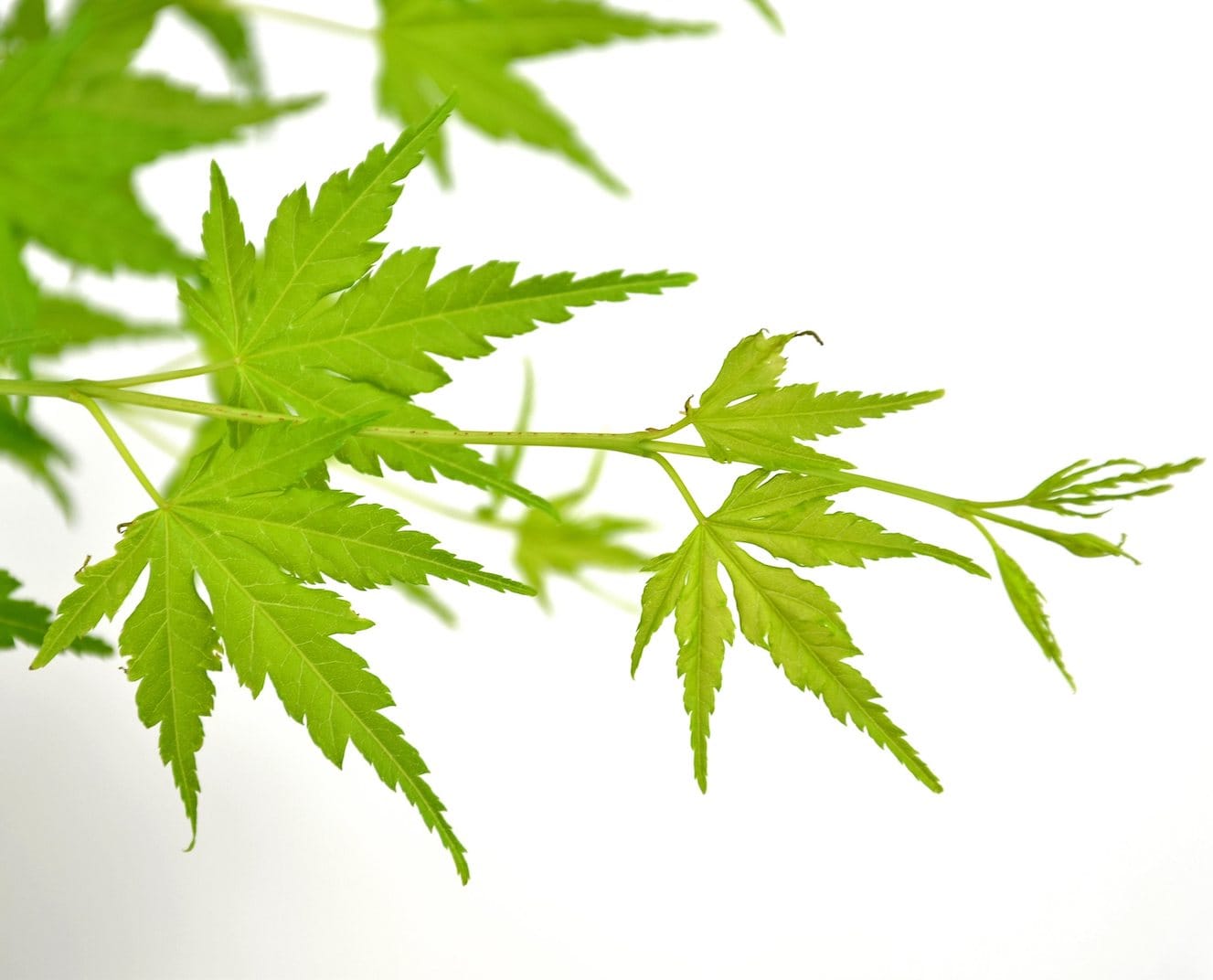 Acer palmatum 'Green Globe'