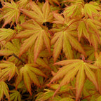 Acer palmatum 'Orange Dream'