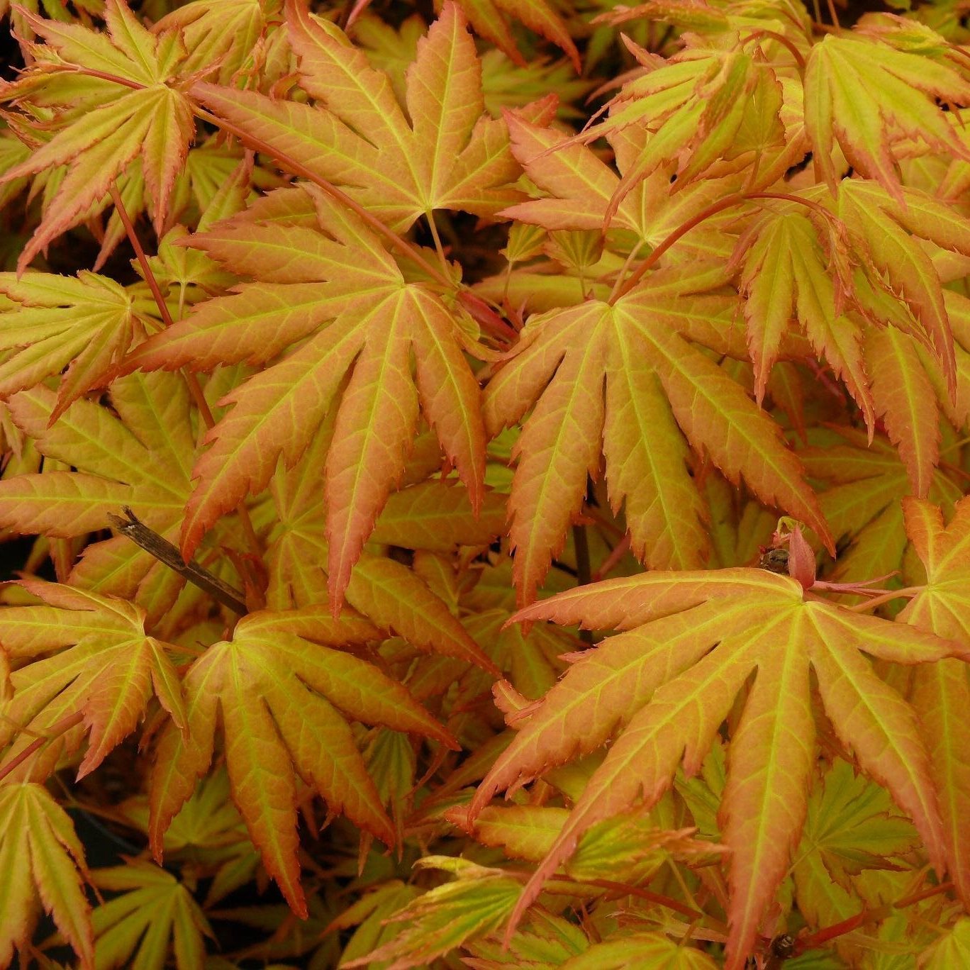 Acer palmatum 'Orange Dream'