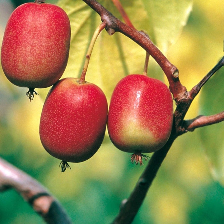 Actinidia arguta 'Weiki'