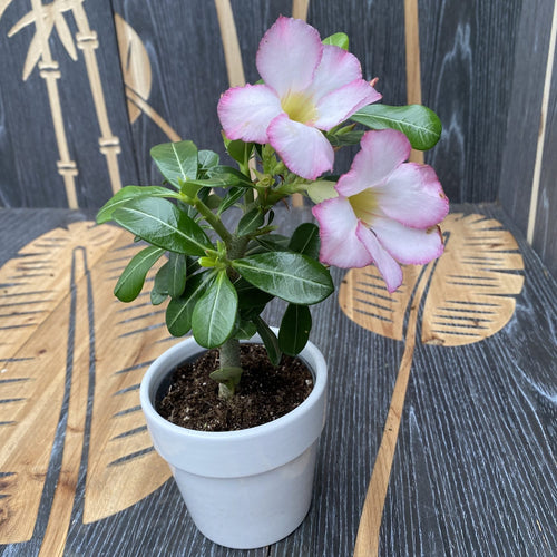 Desert Rose Picotee - Adenium Obesum