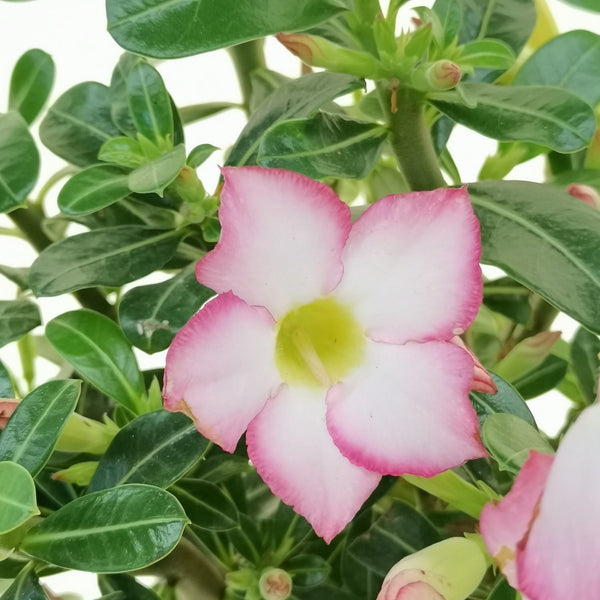 Adenium Obesum Pink Star (trandafirul desertului)