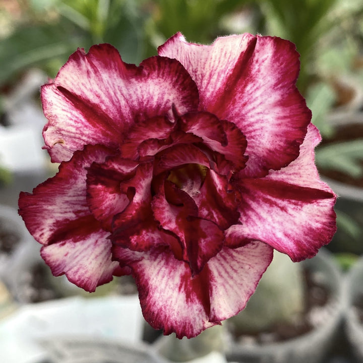 Adenium Obesum 'Ray'