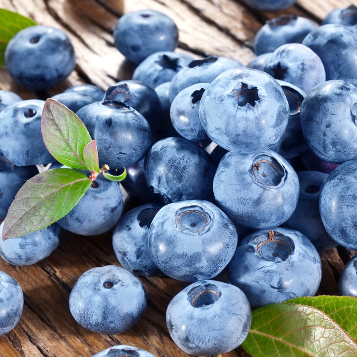 Vaccinium corymbosum 'Bluecrop'