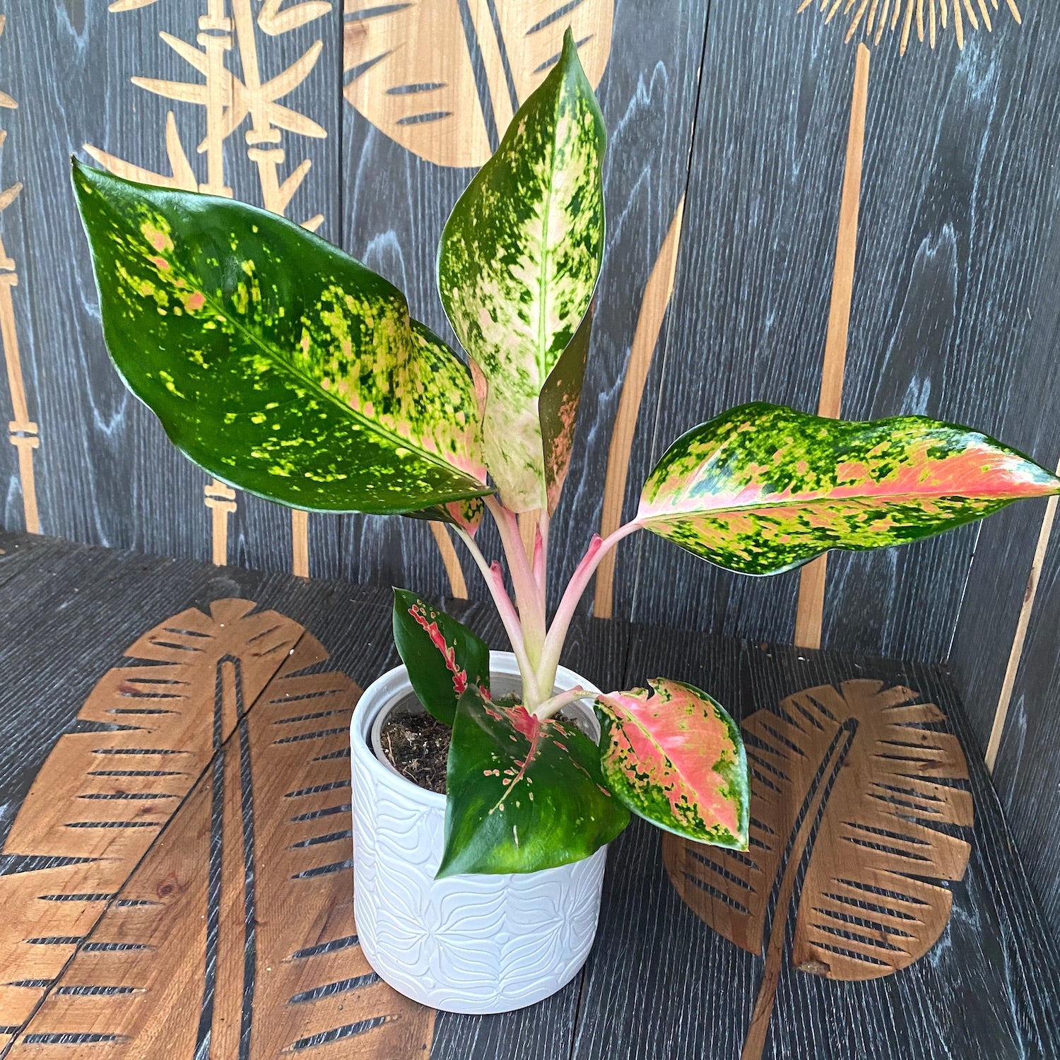Aglaonema Splash