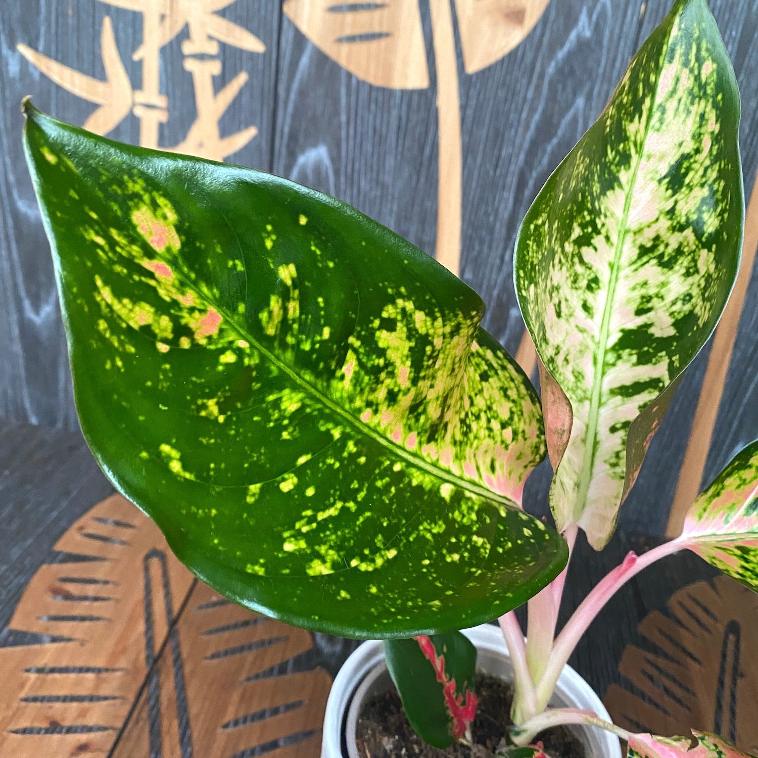 Aglaonema Splash