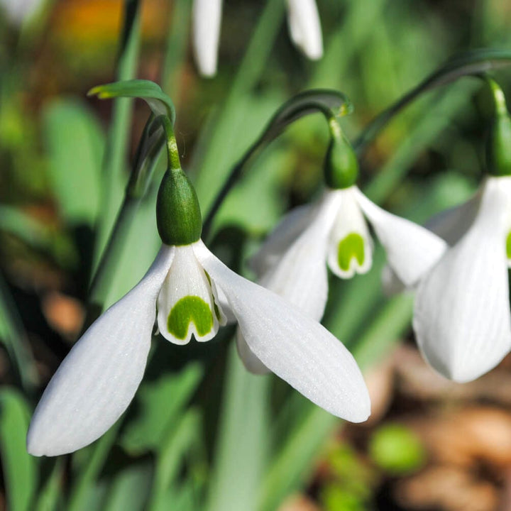 Galanthus elwesii