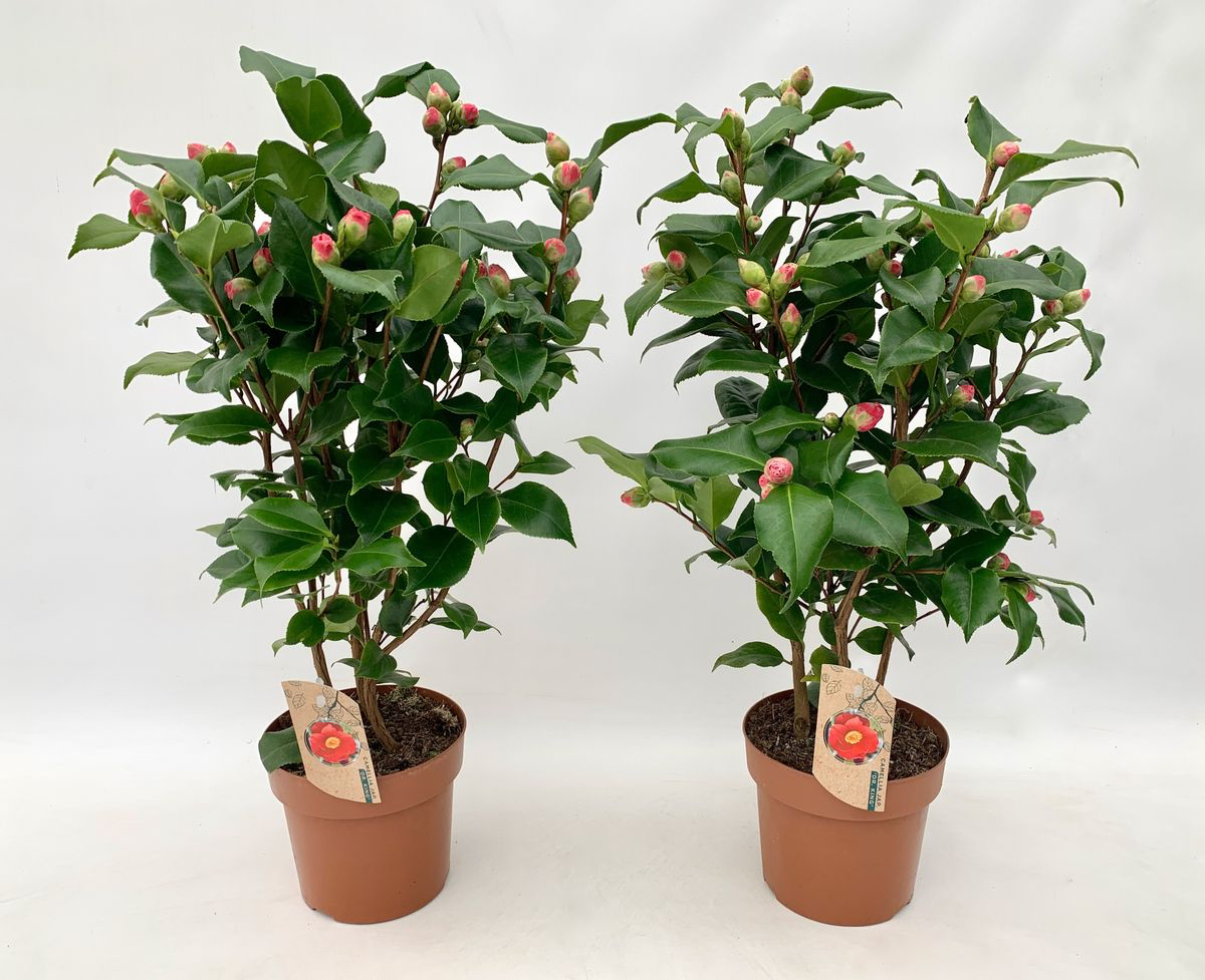 Camellia japonica 'Dr. King' - rezistenta la inghet