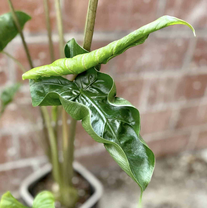 Alocasia 'Dragon Tail'