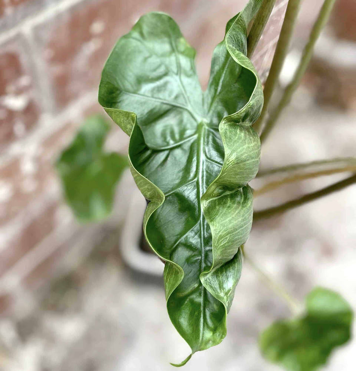 Alocasia 'Dragon Tail'