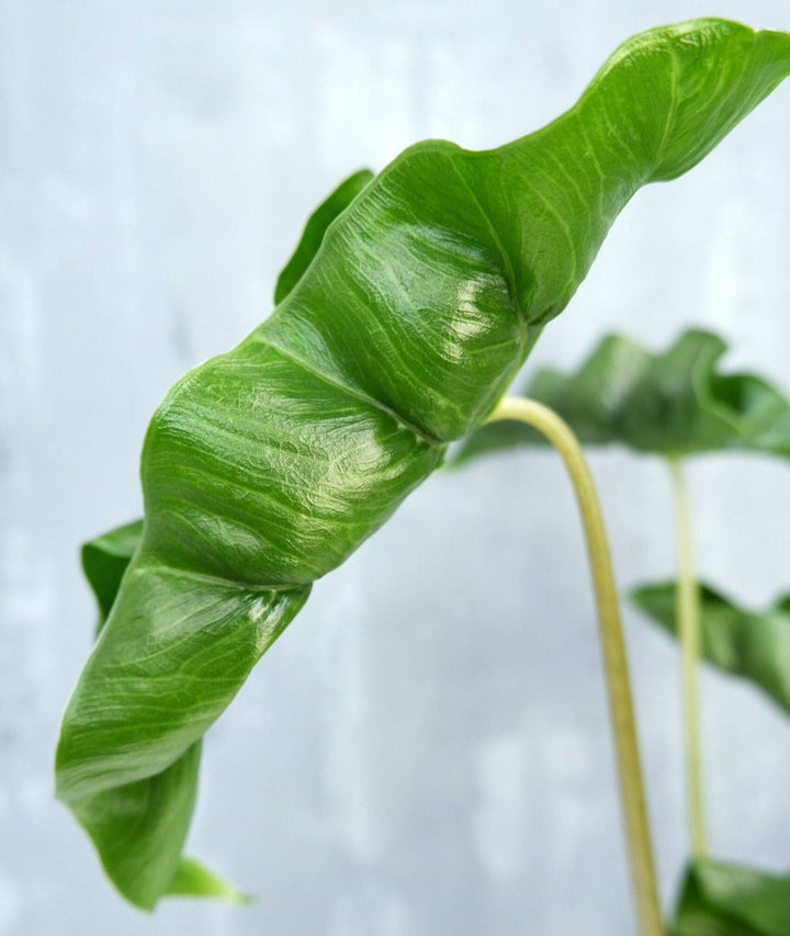 Alocasia 'Dragon Tail'