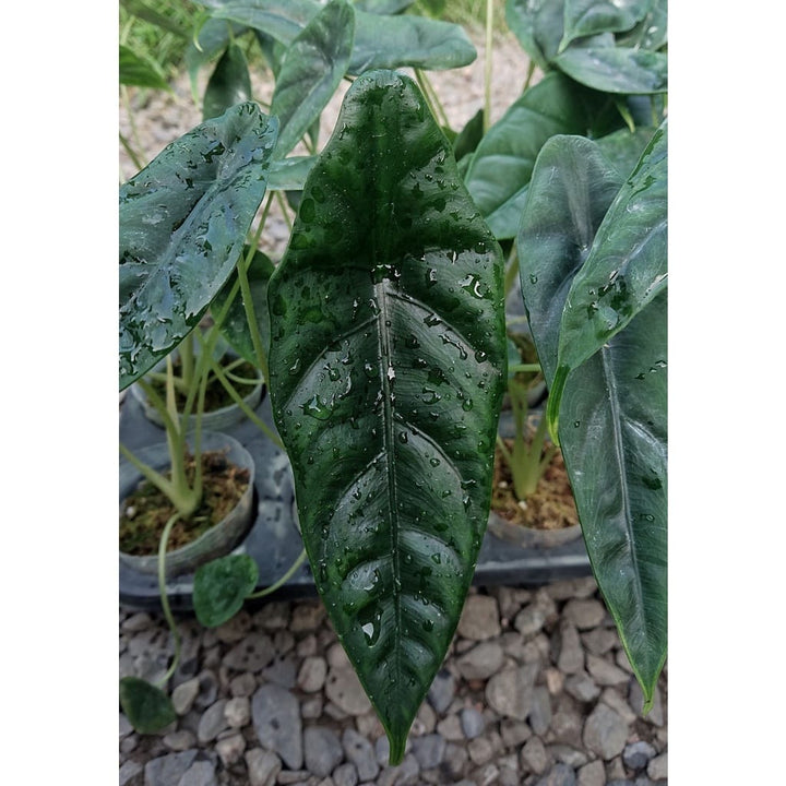 Alocasia venusta