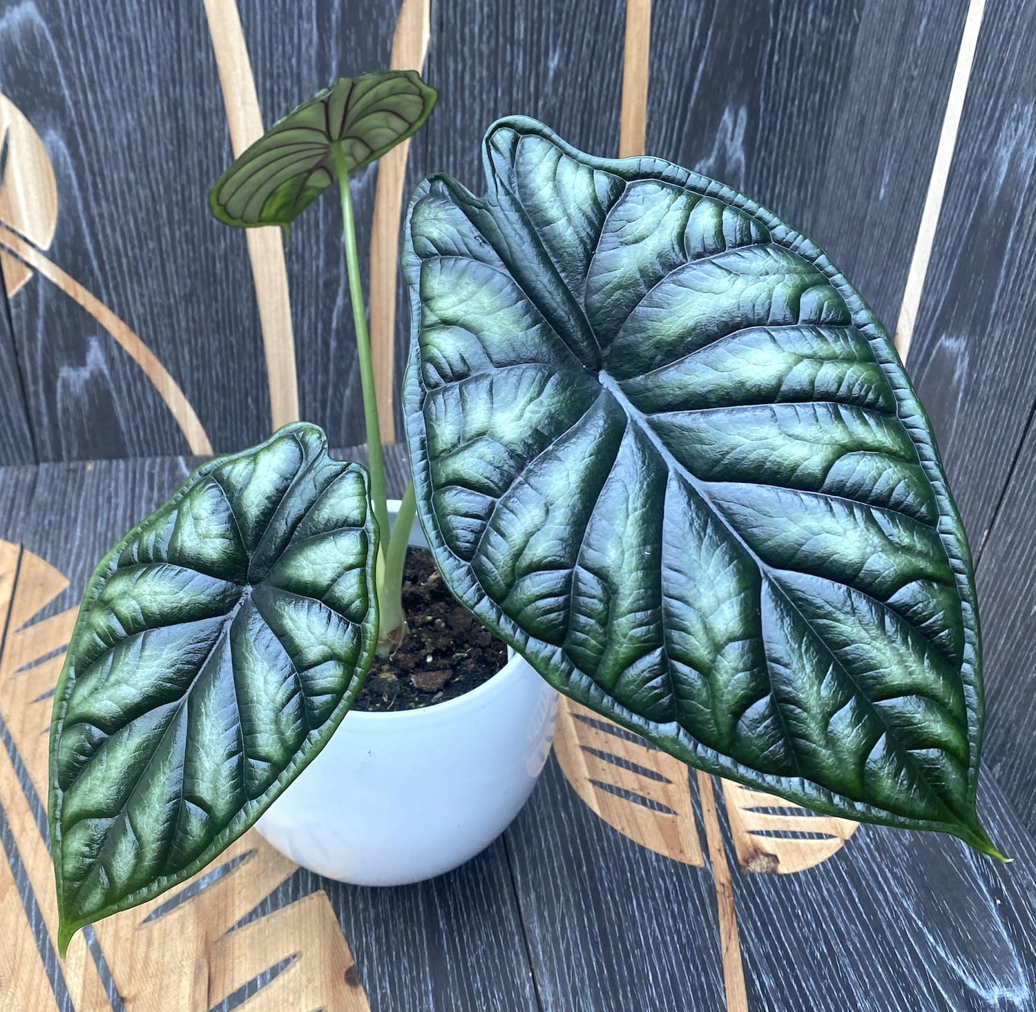 Alocasia baginda ‘Dragon Scale’ – frumusete mitica cu frunze ca solzii de dragon