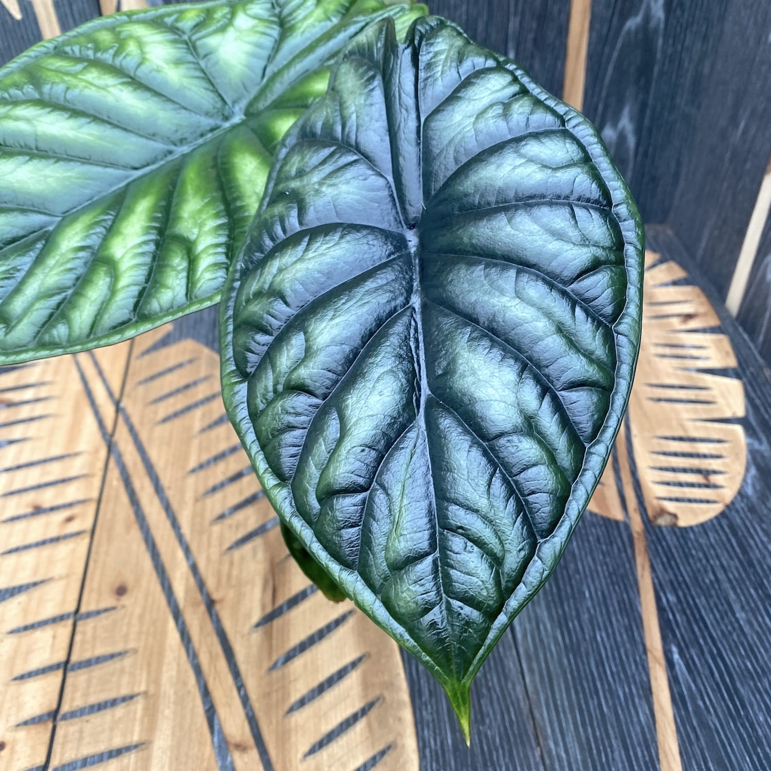 Alocasia baginda ‘Dragon Scale’ – frumusete mitica cu frunze ca solzii de dragon
