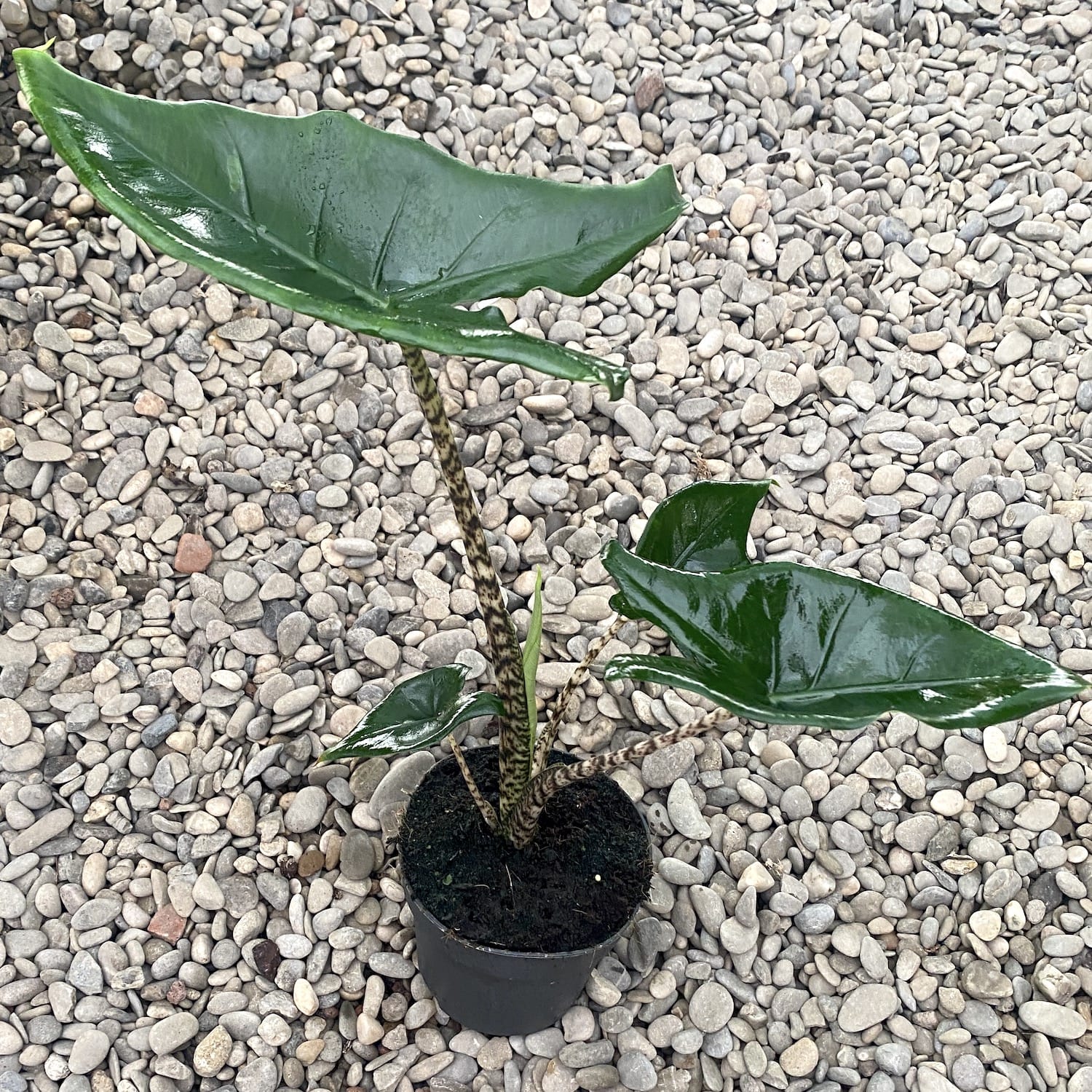 Alocasia Little Zebrina (dwarf variety)