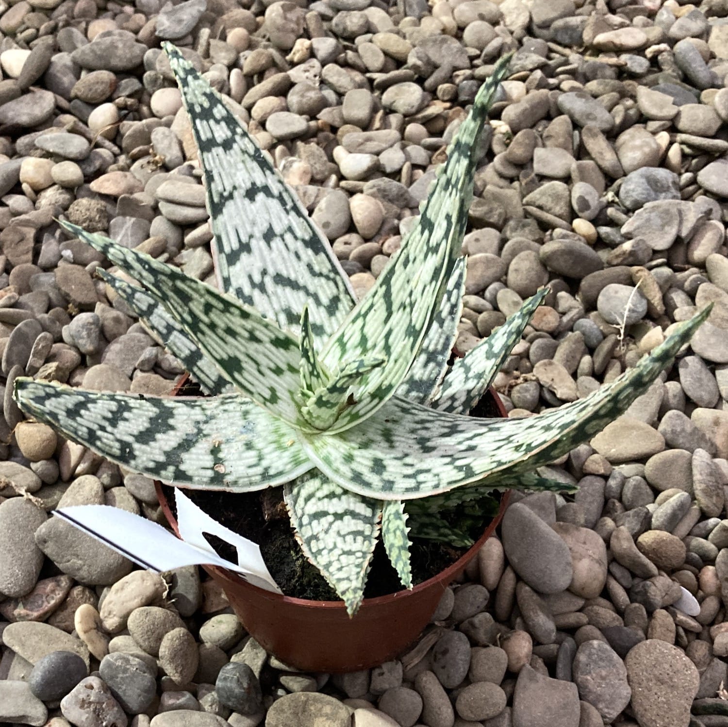 Aloe no id