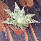Aloe rauhii 'Demi'
