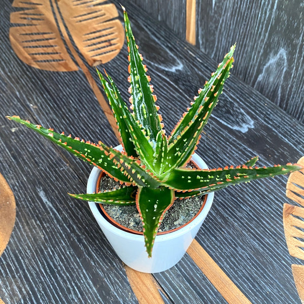 Aloe hibrid