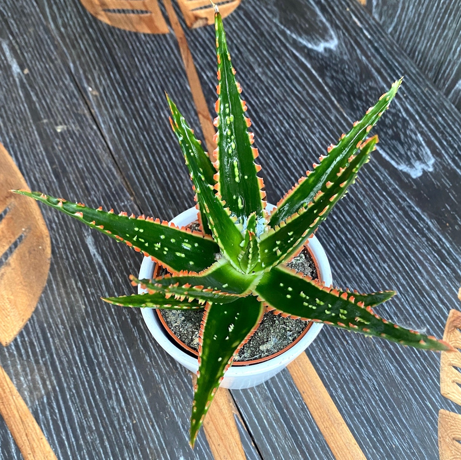 Aloe hibrid