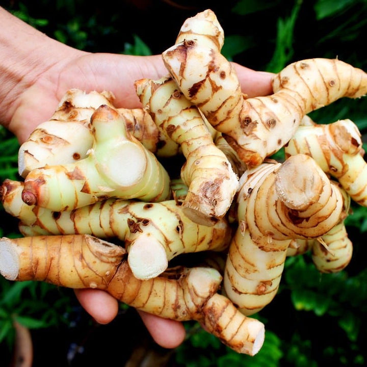 Alpinia galanga