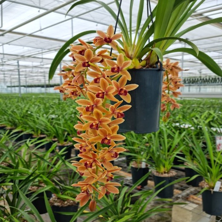 Cymbidium Amiya (curgator)